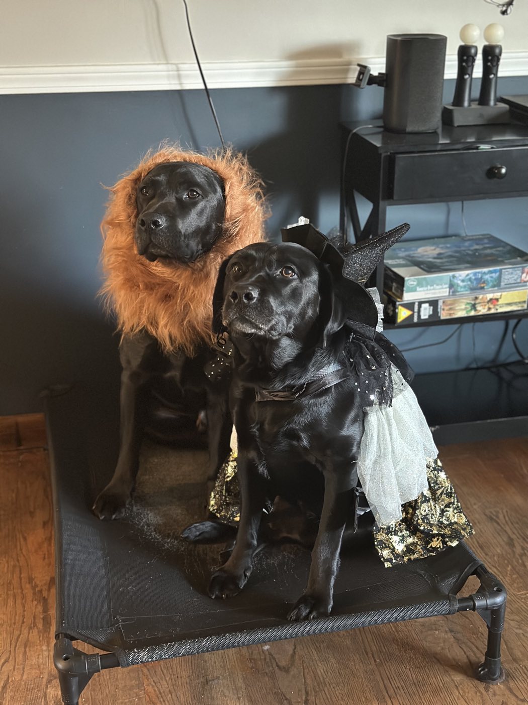 The Labs, dressed for Halloween