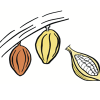 Harvesting the pods