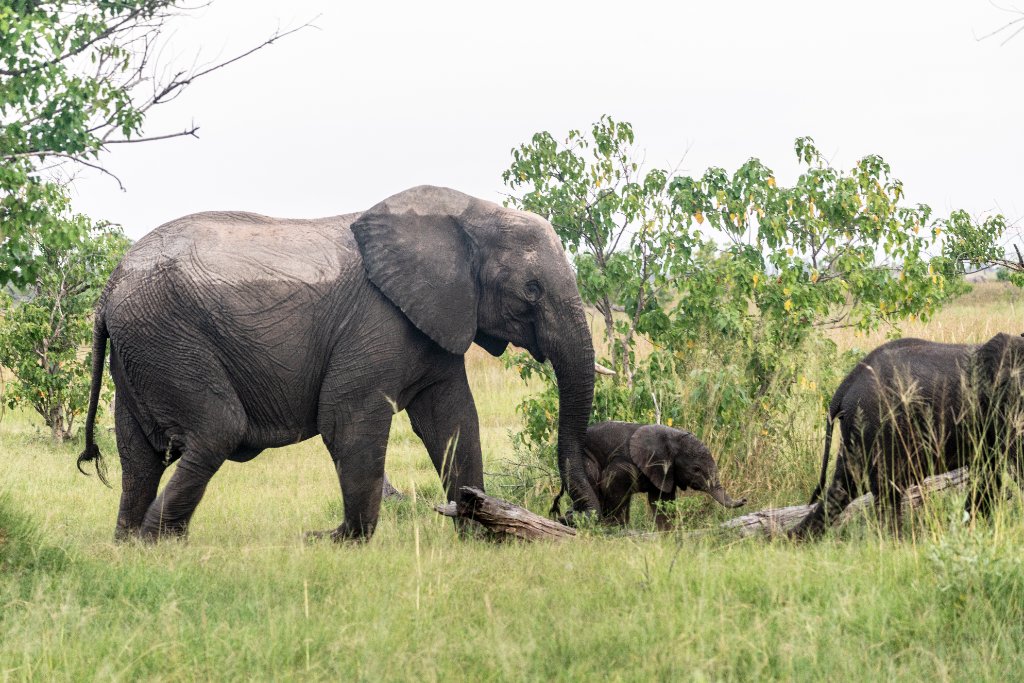 Elephant Family — Khwai