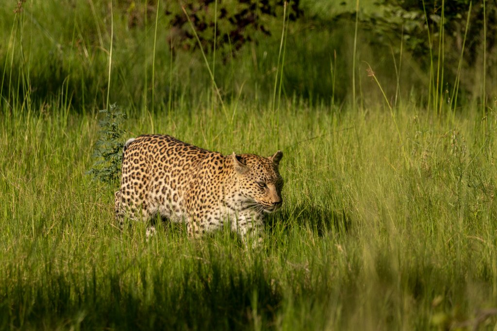 Leopard in the Grass