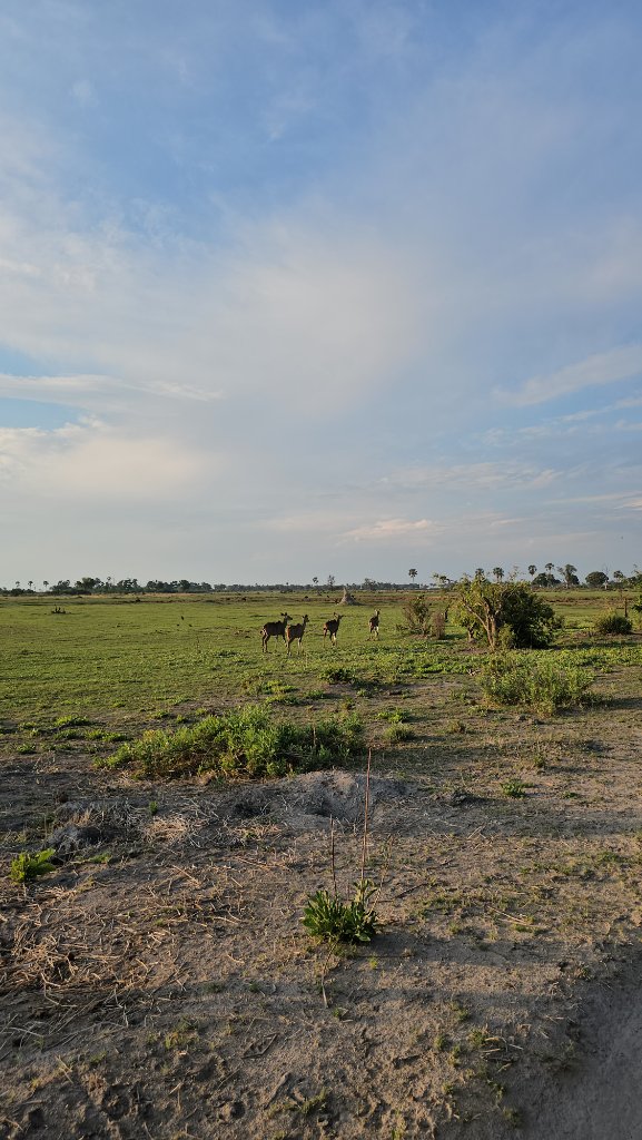 Waterbuck on the Open Plain