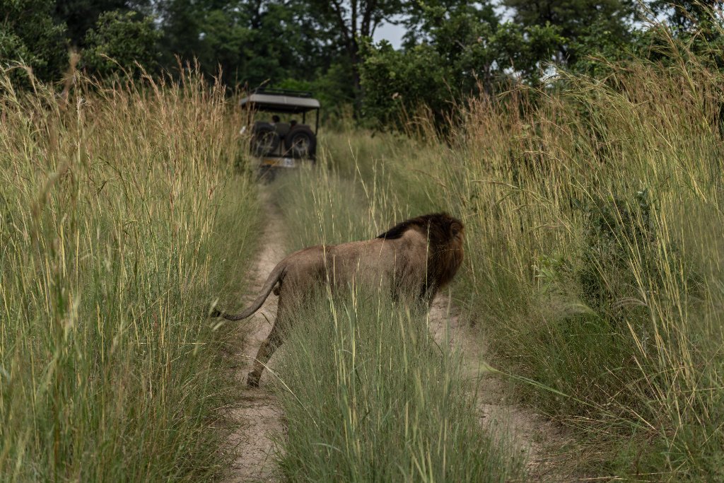 Lion on the Game Drive Track