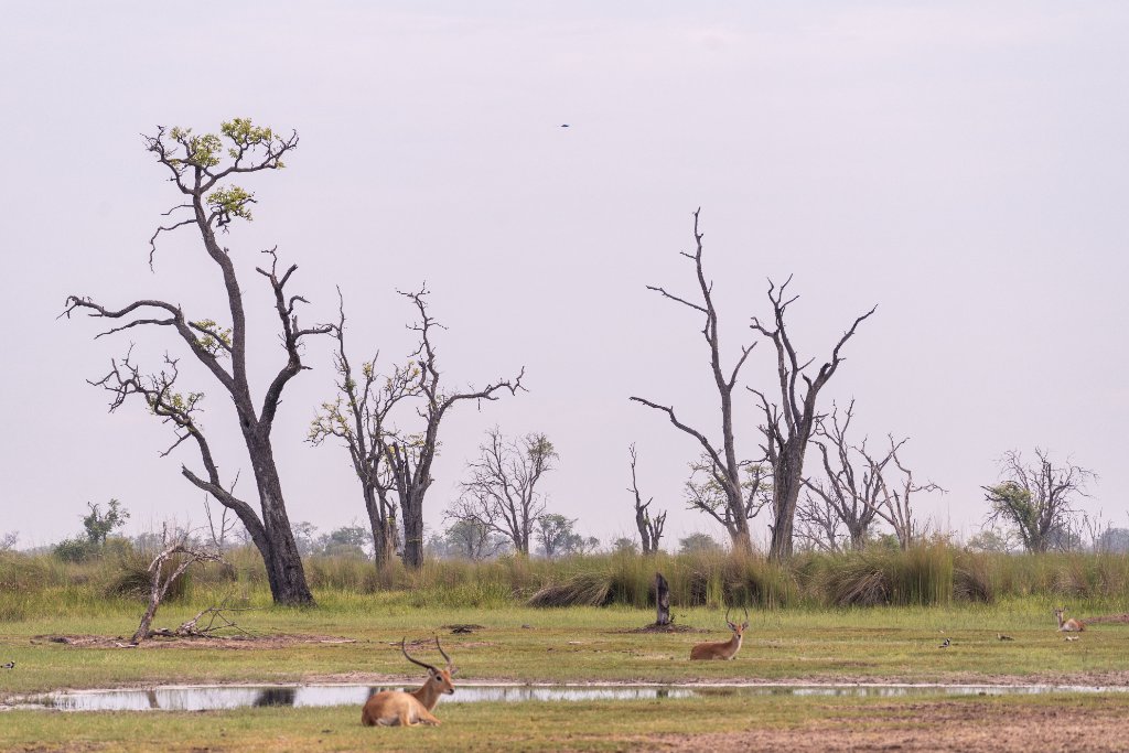 Lechwe at Rest — Delta Floodplain