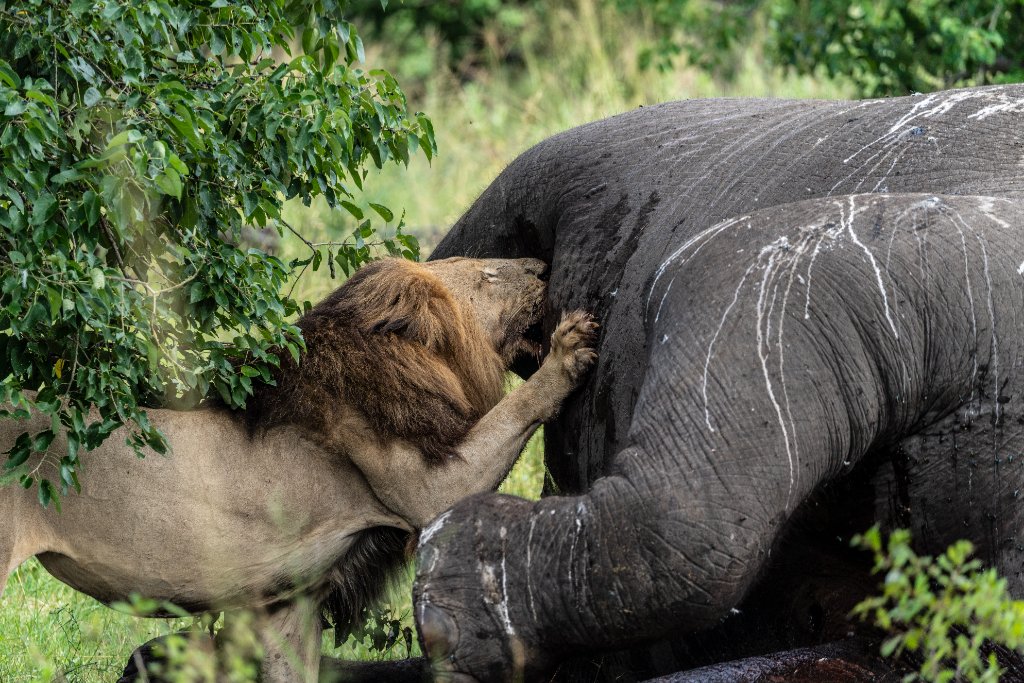 Lion on Elephant — Raw Nature