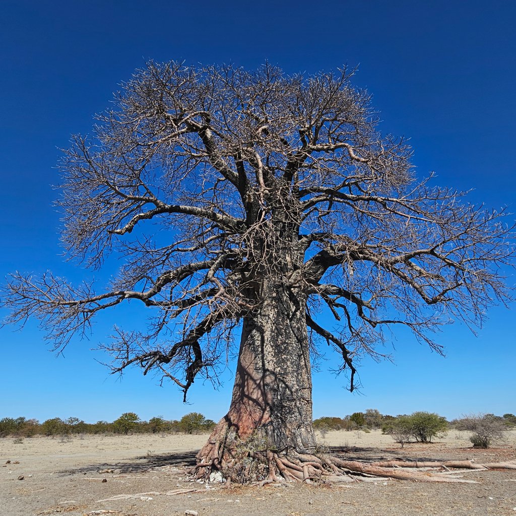 Ancient Baobab — Makgadikgadi
