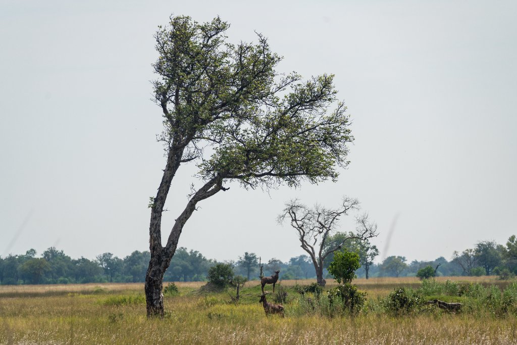 Antelope in the Floodplain