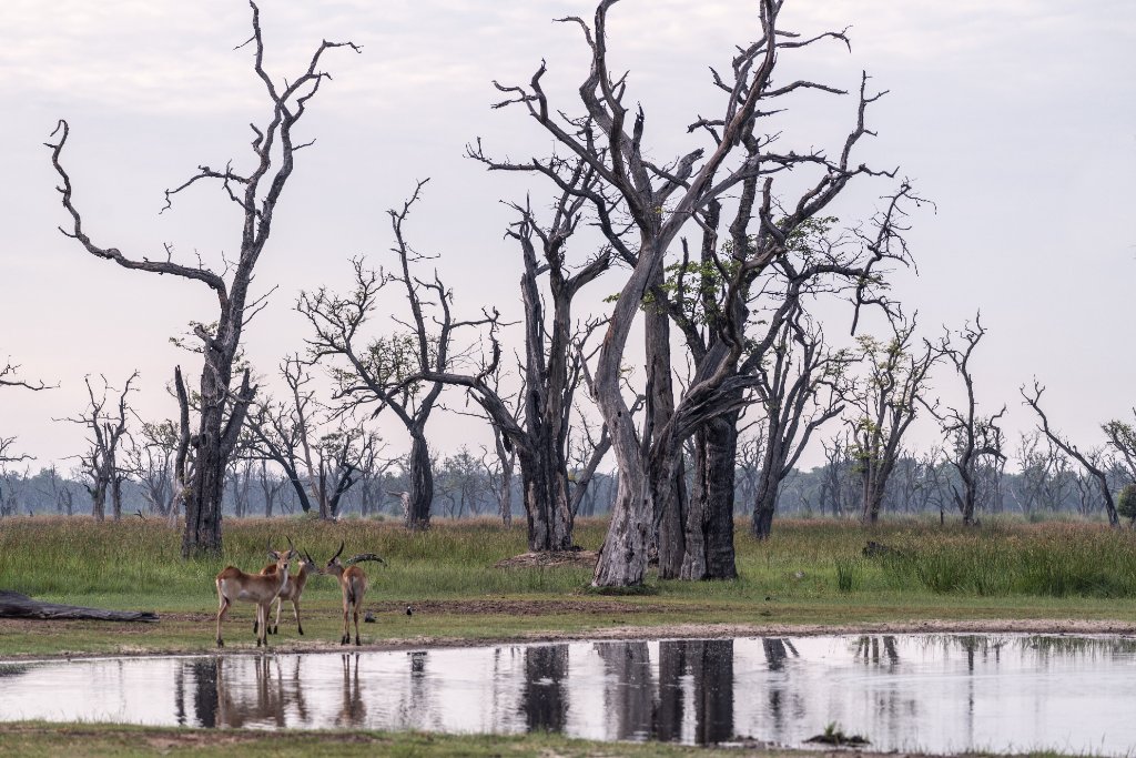 Lechwe at the Waterline — Khwai