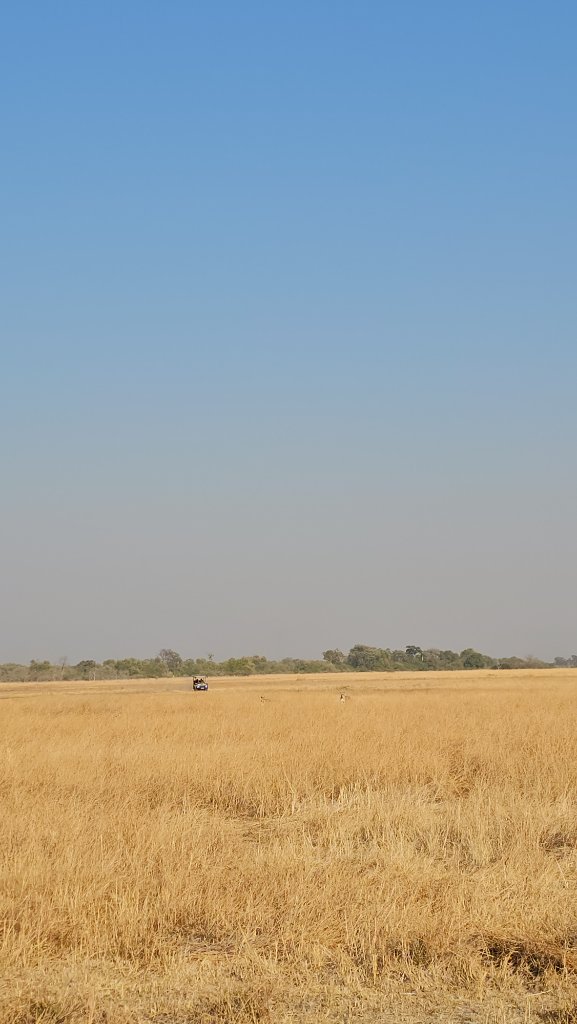Khwai Game Drive — Open Savanna