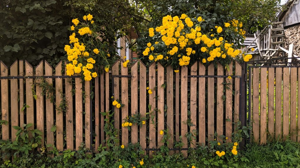 Backyard and property line fencing