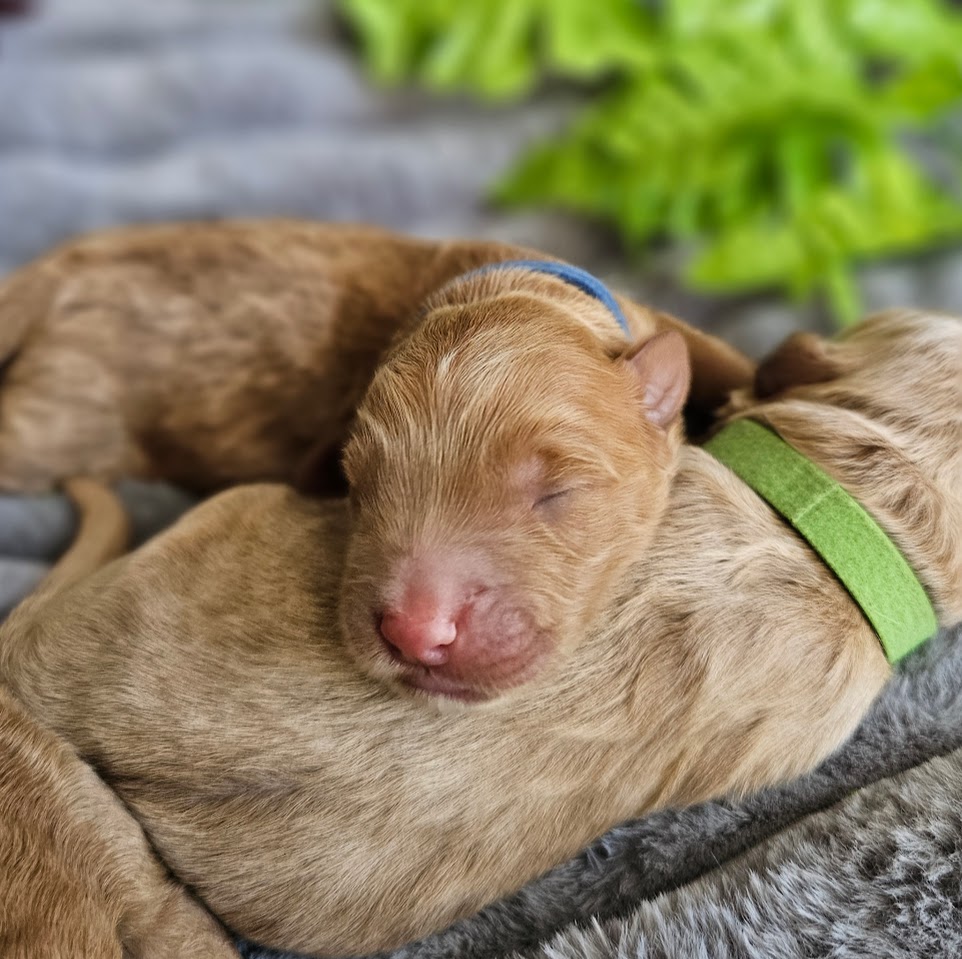 Puppy 1