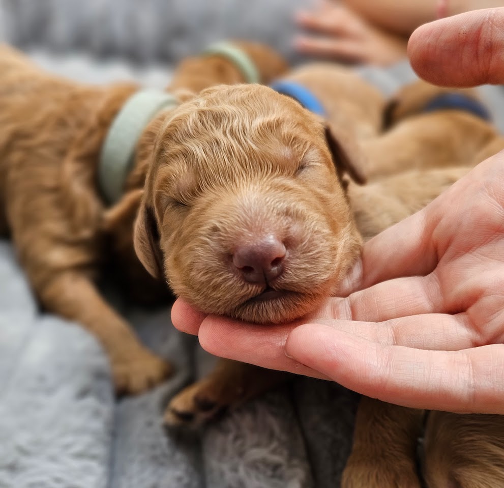 Puppy paw being held