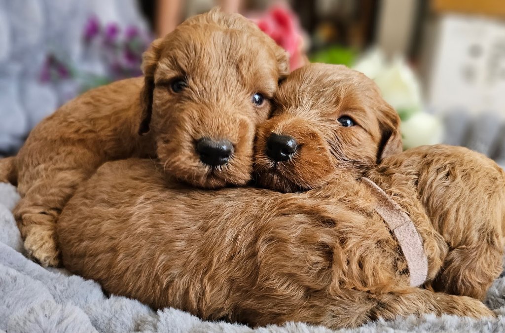 Puppy 3