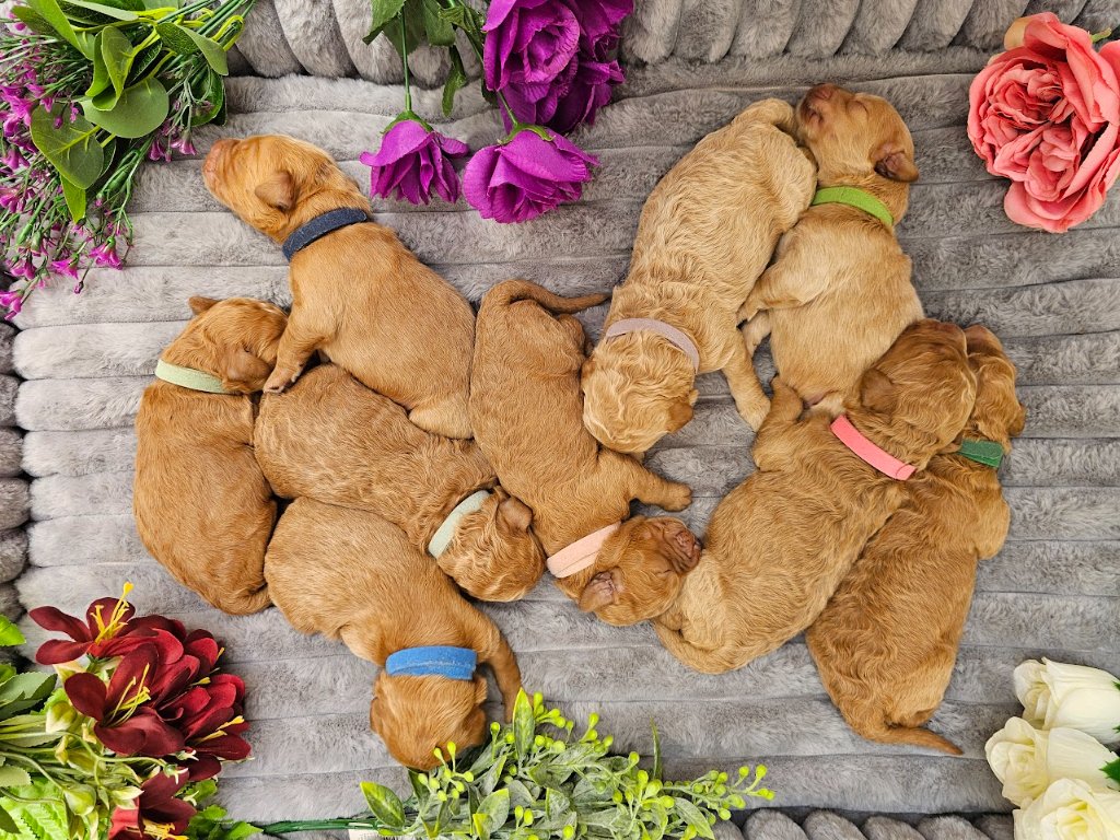 Puppy 2