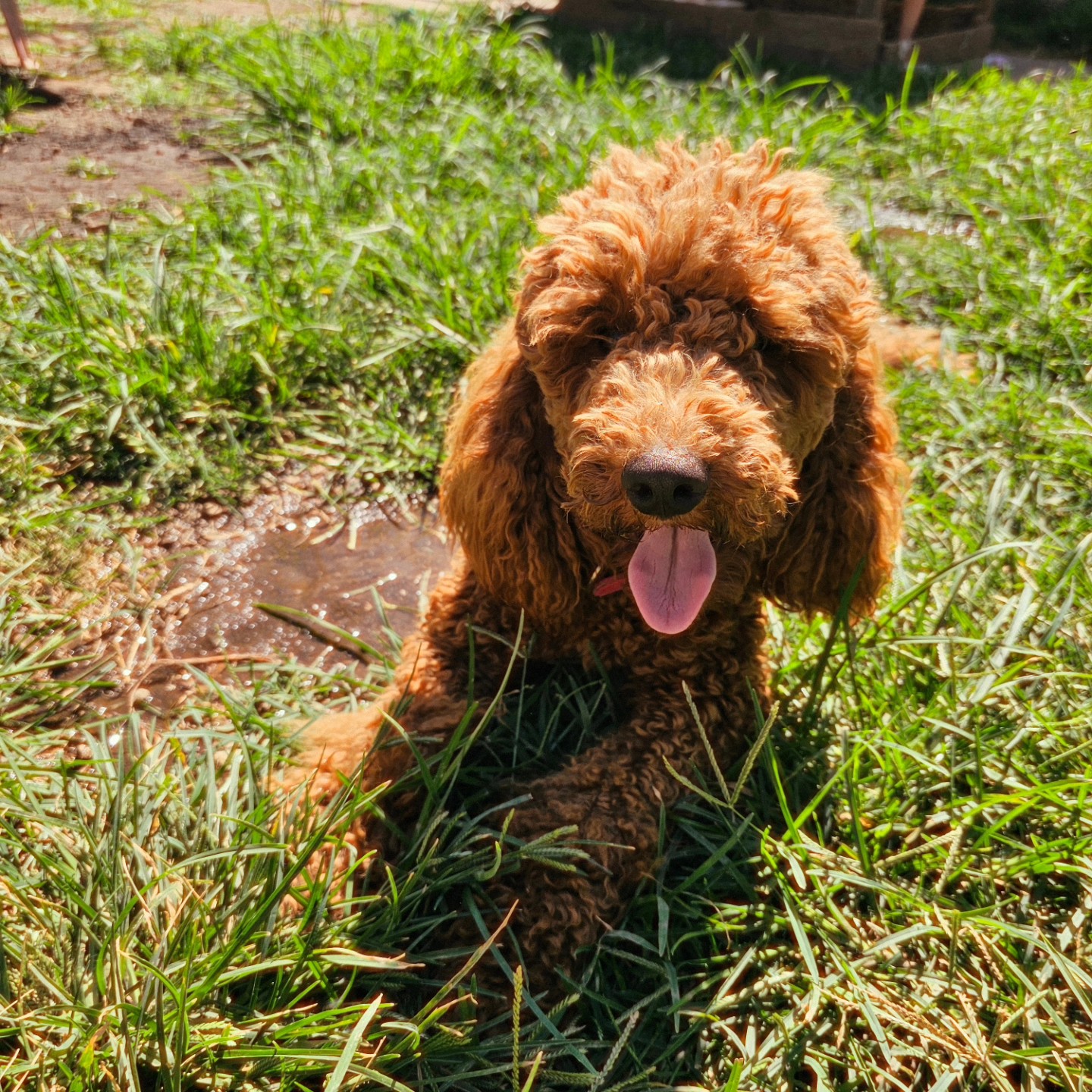 Teddy