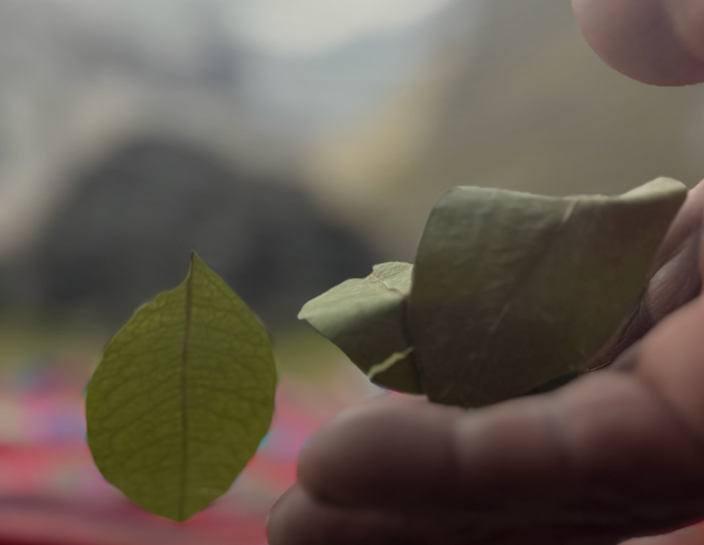 Coca leaves oracle