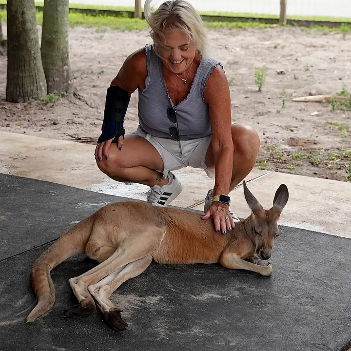 A kangaroo resting at Animal EDventures wildlife park