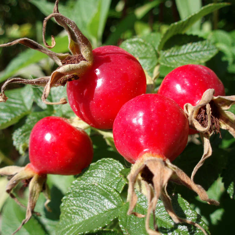 Rosehip Extract
