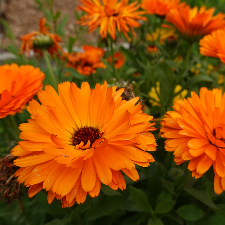 Calendula