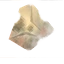 Chitin