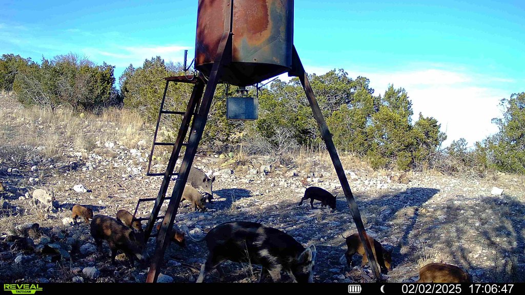 Wild pigs scavenging beneath a game feeder during the day