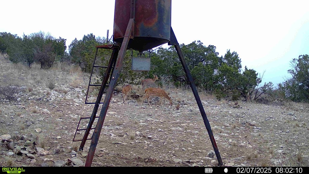 Trail camera daytime photo of two deer grazing near a feeder