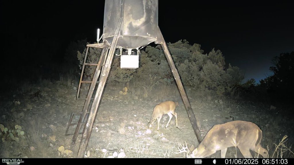 Nighttime trail camera photo of deer at a feeder