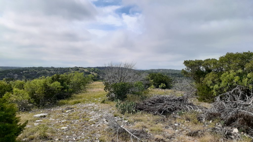 Native scrub land with prickly pear cactus and cedar brush