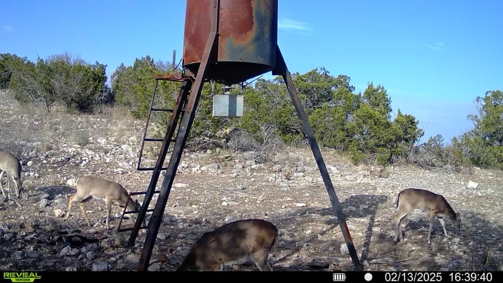 Trail camera photo of multiple deer foraging near a feeder
