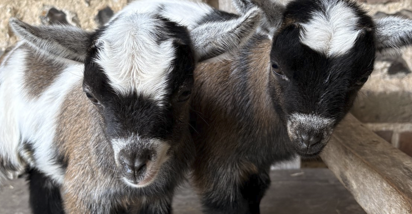 The Giggling Goat Experience