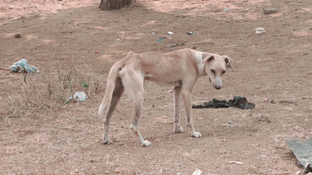 Perro abandonado en una zona de tierra en Angola