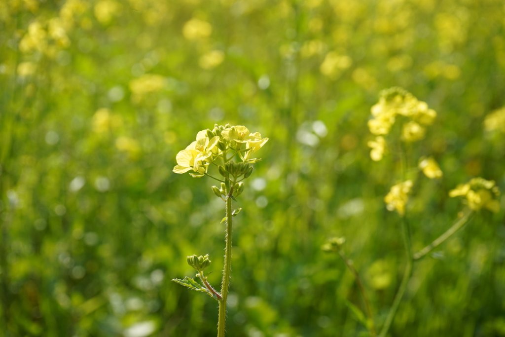 Flores de la Buena Tierra