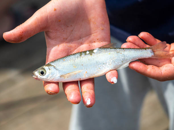 Live Bait