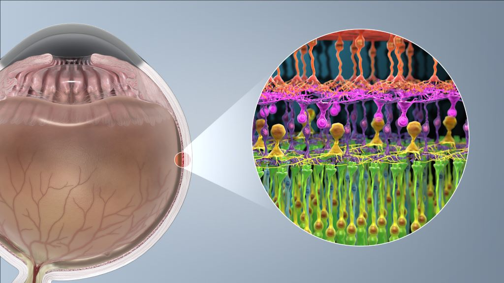 Retina