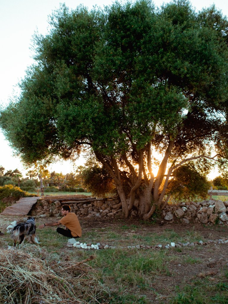 Ancient olive tree