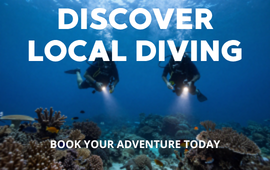 Discover Local Diving