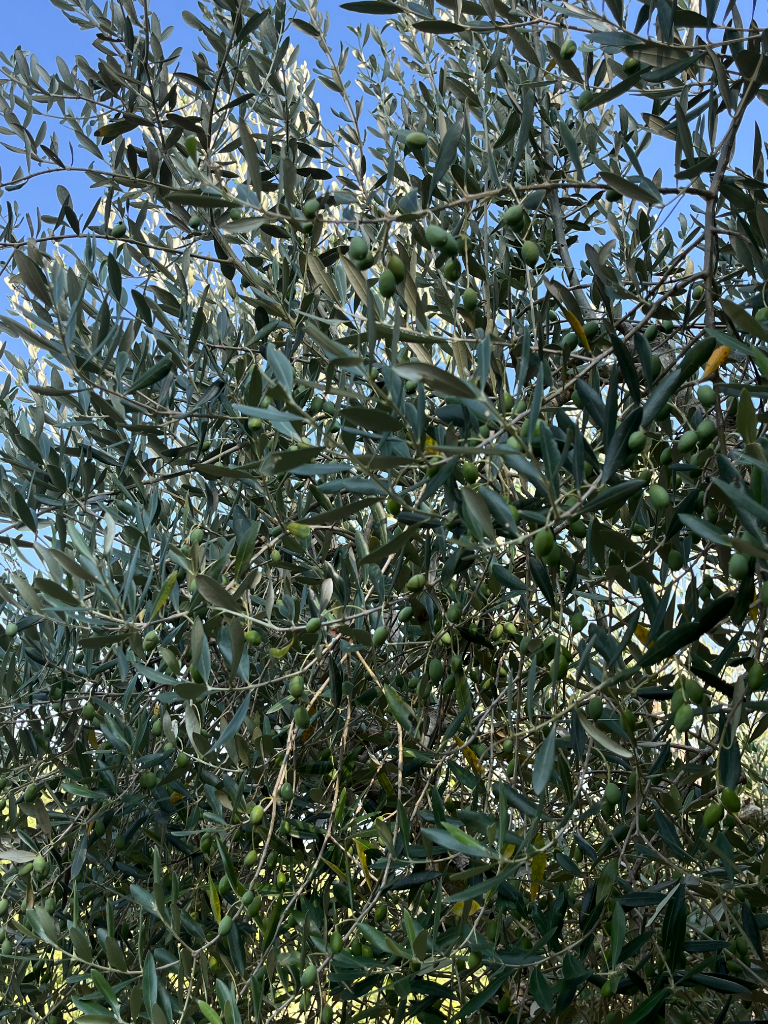 OLIVE_HARVEST