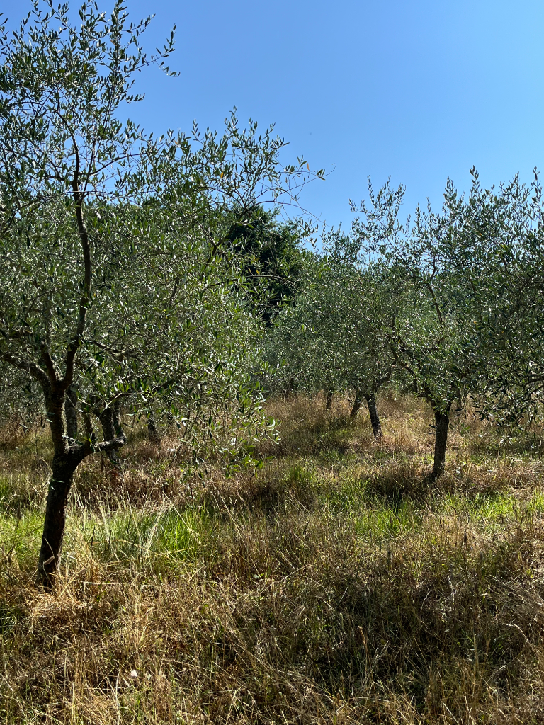 OLIVE_GROVE_CLOSE