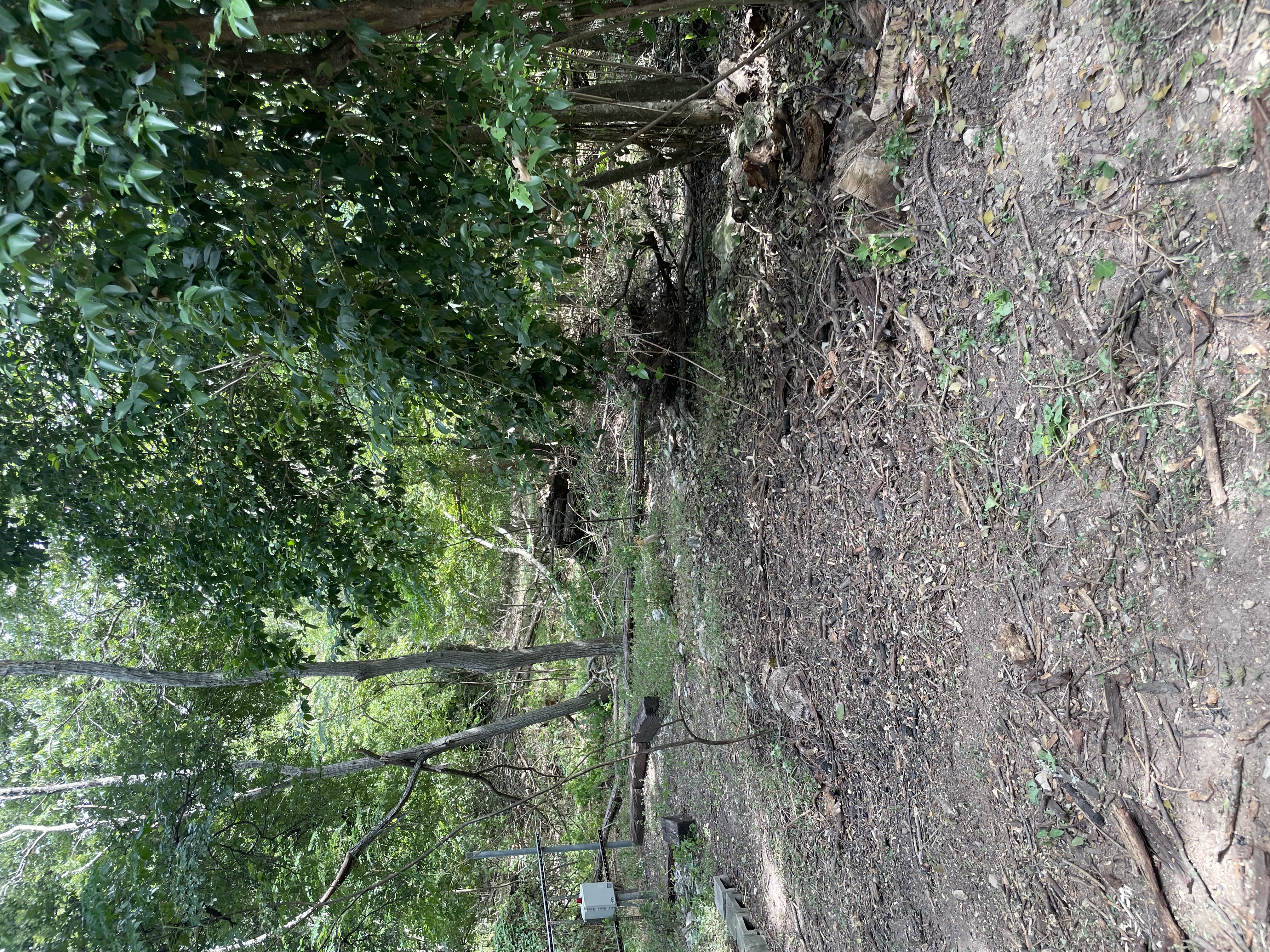 Yard Debris & Brush Cleanup