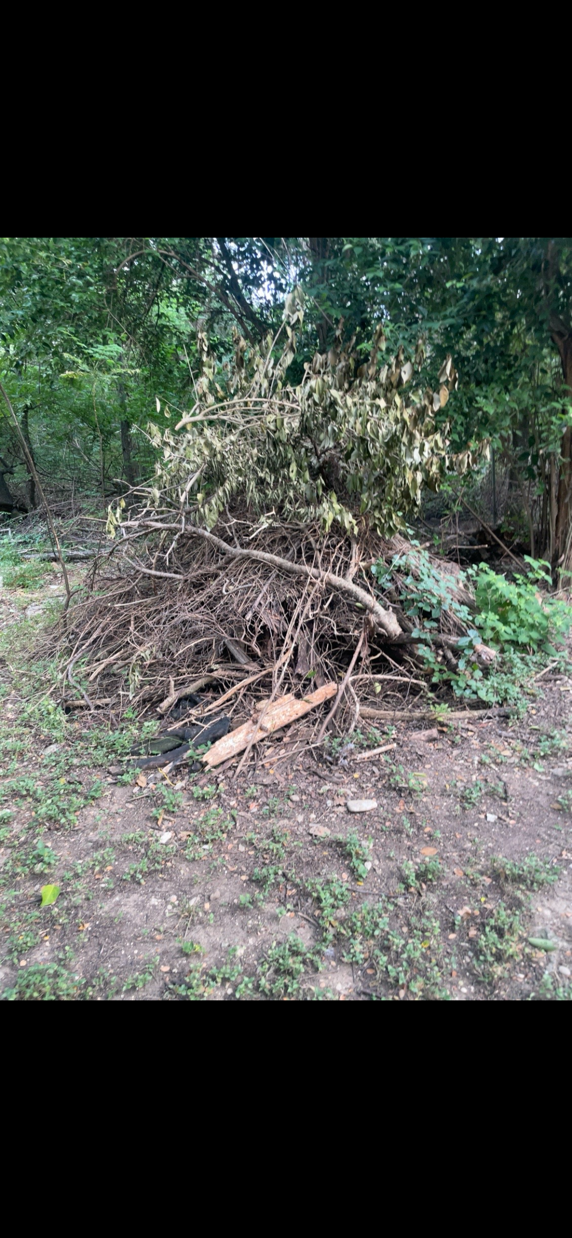 Yard Debris & Brush Cleanup before