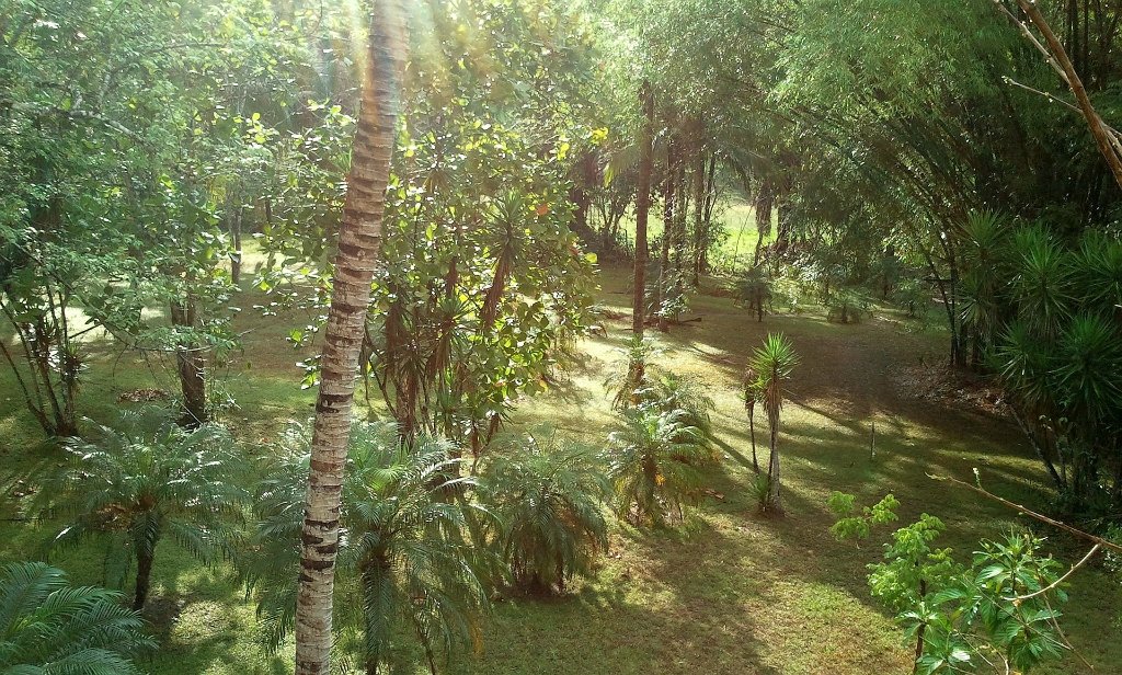 Bamboo in Belize