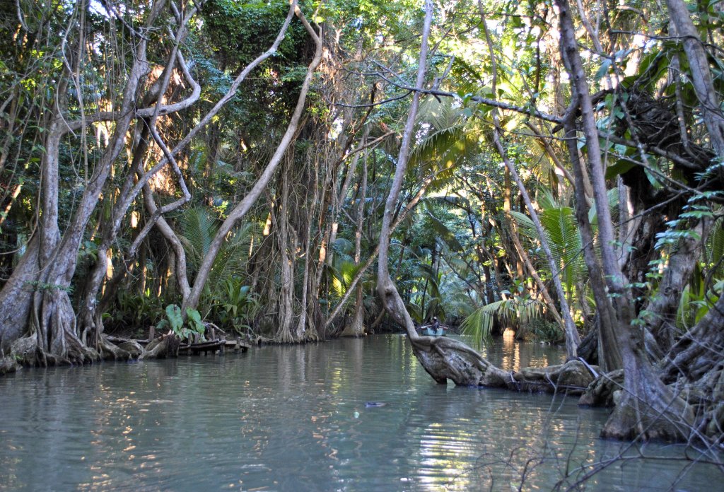 Indian River - Dominica