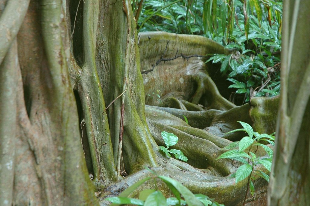 Forest in Belize