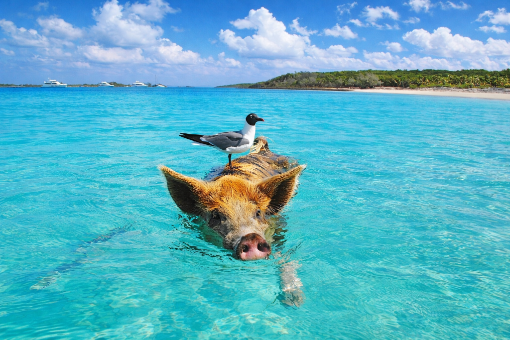 Bahamas