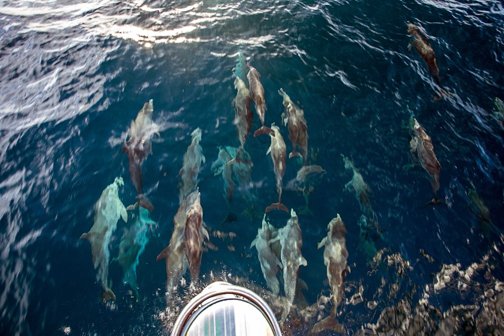 Dolphins in the Grenadines