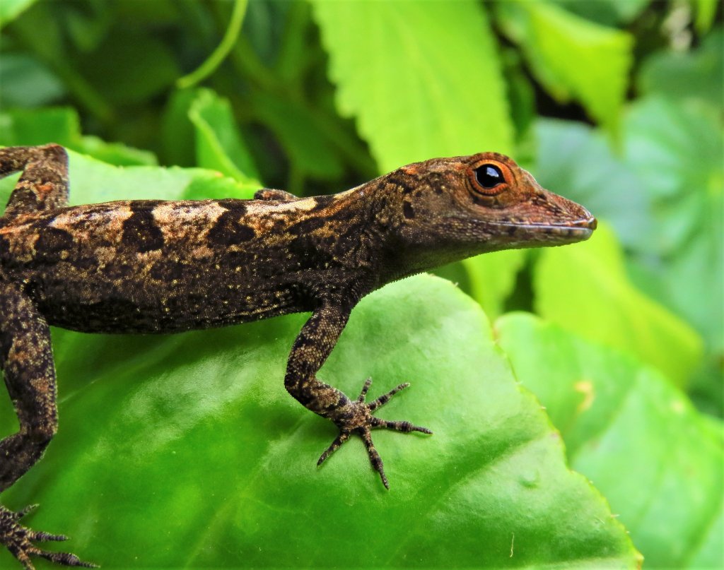 Puerto Rico Anolis - Dominica