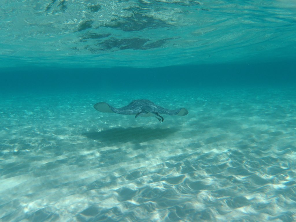 Stingray