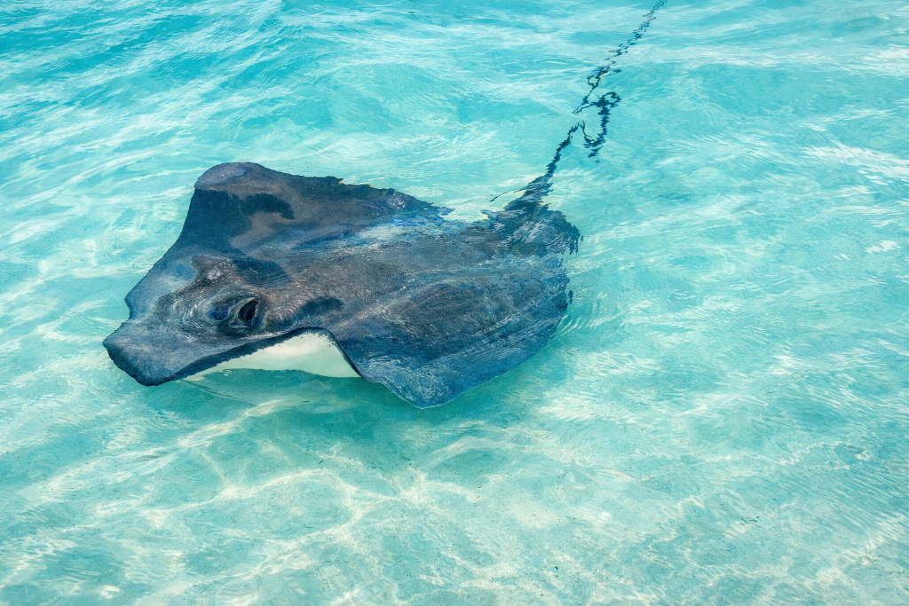 Stingray Stocking Island
