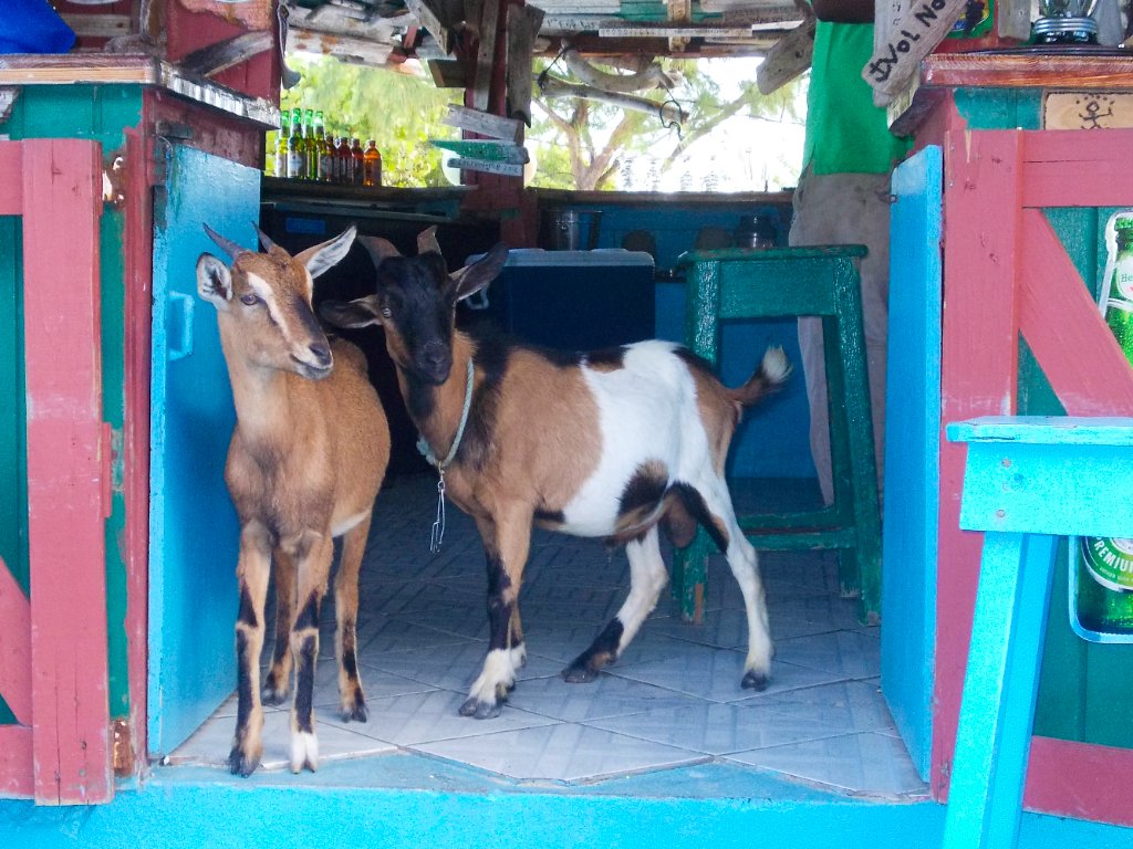 Goats Anegada