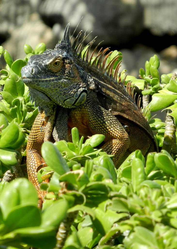 Cayman Island Nature