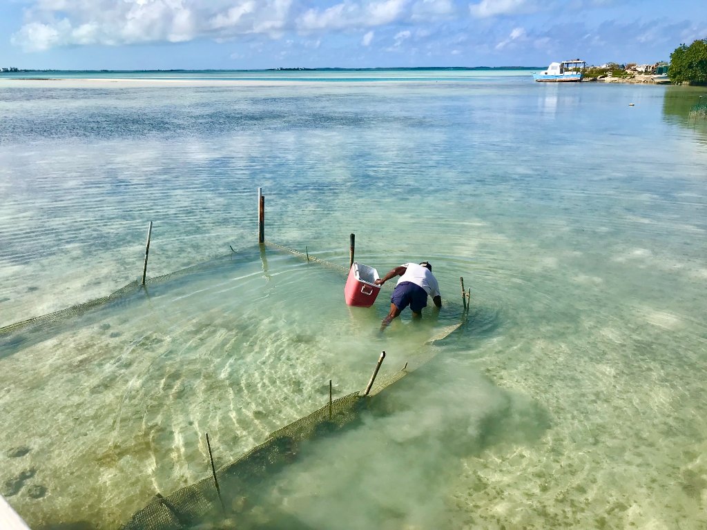 Harbour Island